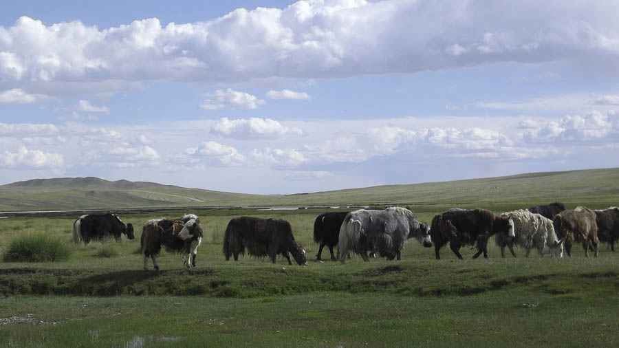 Miriam Vierthaler in der Mongolei Foto 2